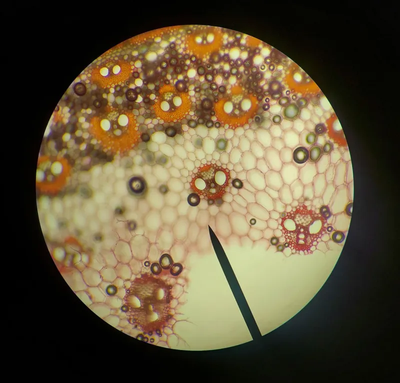 Your Body Is Accepting These Nutrients — and Then Quietly Ignoring Them